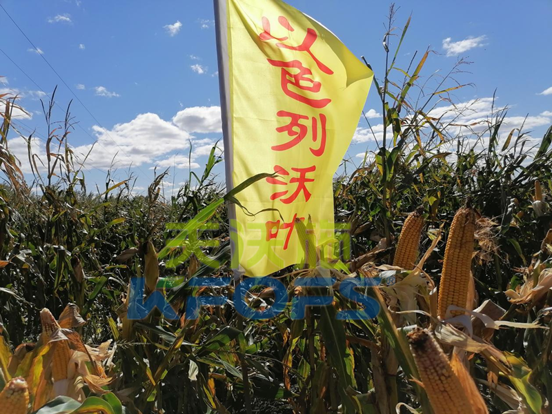 玉米鋅肥什么時候使用，哪款的好？