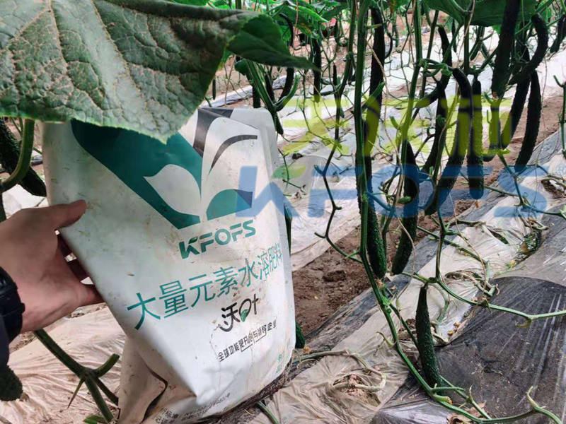 進口肥-黃瓜使用沃葉粉劑水溶肥效果.png