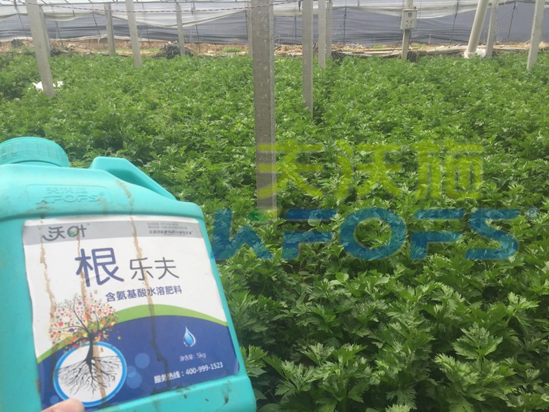 生根劑-芹菜用沃葉根樂(lè)夫生根劑效果.jpg