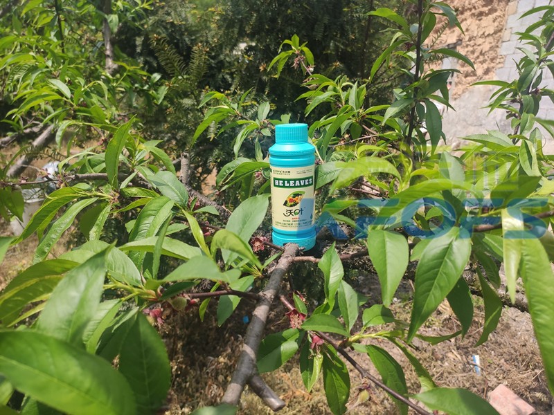 葉面肥批發(fā)期間應該注意哪些事項