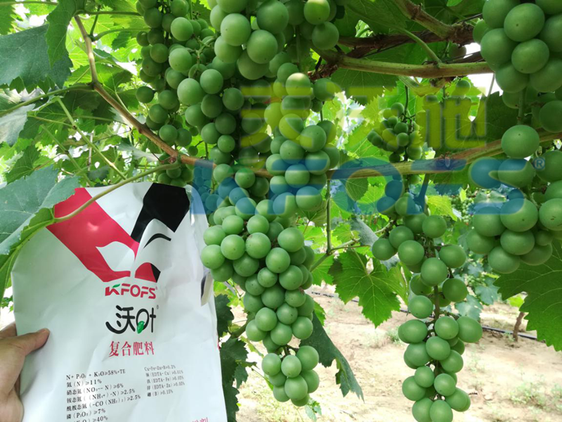 水溶肥哪個品牌好？來看看種植戶怎么說！