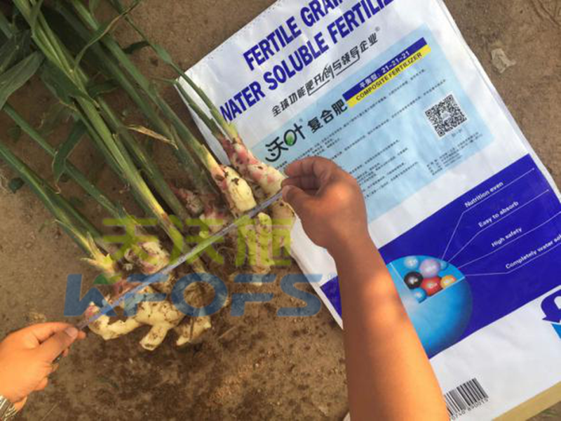 水溶肥怎么用，大姜才能達到好的效果？
