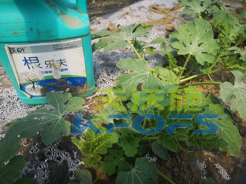 生根劑-西瓜使用沃葉根樂(lè)夫生根劑效果.jpg