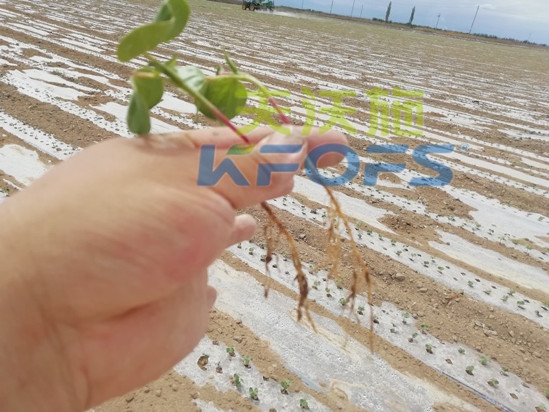 水溶肥哪個(gè)品牌好？種植戶是這樣說(shuō)的