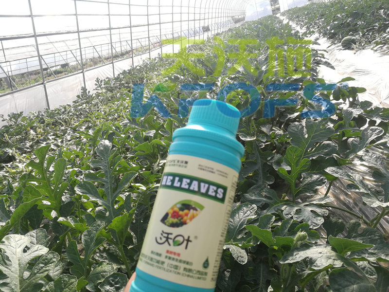 好葉面肥是什么樣的？