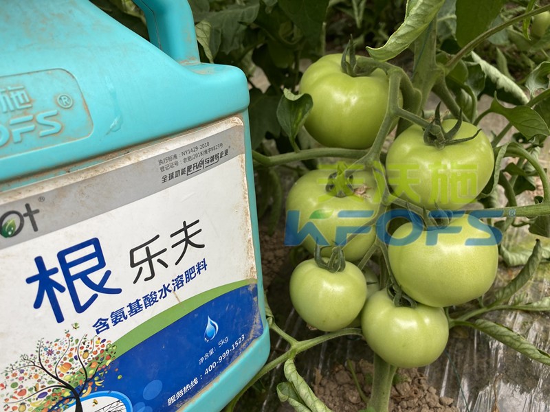西紅柿用沃葉根樂夫生根劑效果.jpg