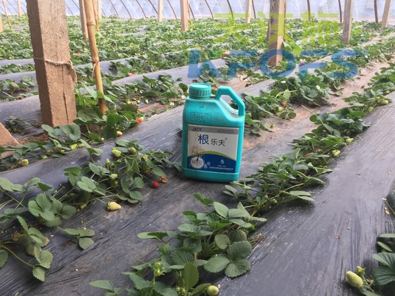 生根劑-草莓用沃葉根樂(lè)夫生根劑水溶肥.png