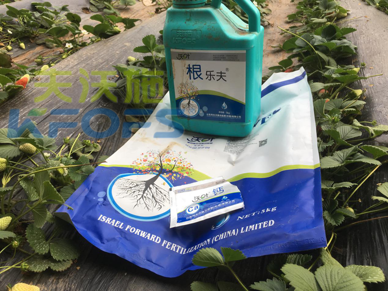 水溶肥-草莓用沃葉菌劑根樂(lè)夫鈣肥效果.png
