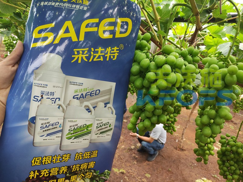 進(jìn)口水溶肥為什么比普通水溶肥更受歡迎？