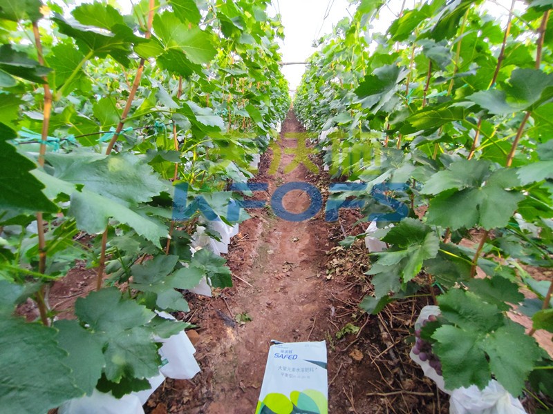 不同類型的進(jìn)口水溶肥所采用的標(biāo)準(zhǔn)各有哪些不同