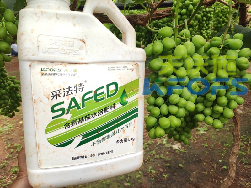 水溶肥-陽(yáng)光玫瑰葡萄用采法特水溶肥效果.jpg