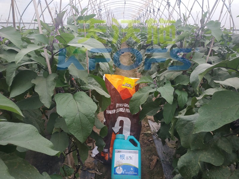 水溶肥-茄子用沃葉顆粒水溶肥根樂夫效果.jpg