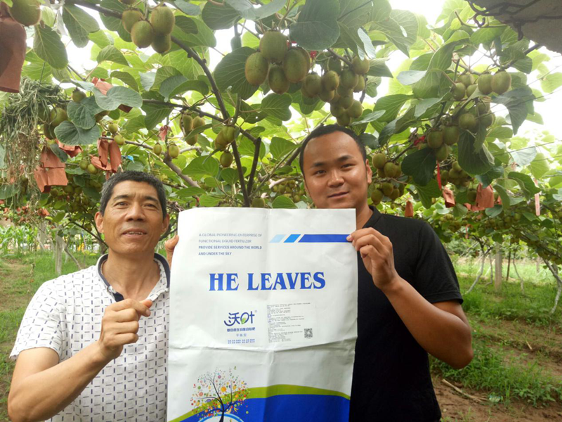 水溶肥預(yù)防、改善獼猴桃根腐黃化有奇效