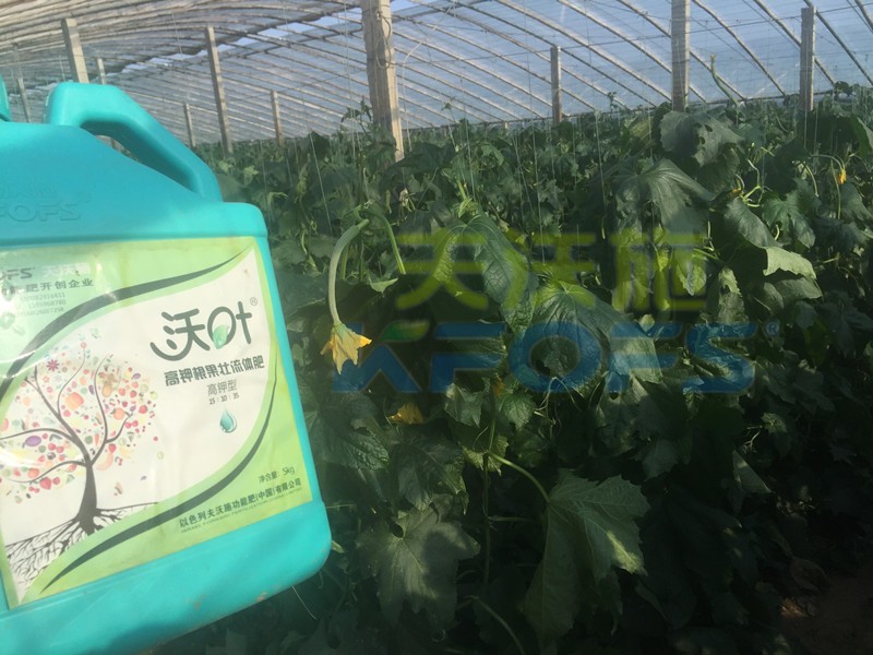 水溶肥-絲瓜用沃葉流體水溶肥效果1.jpg