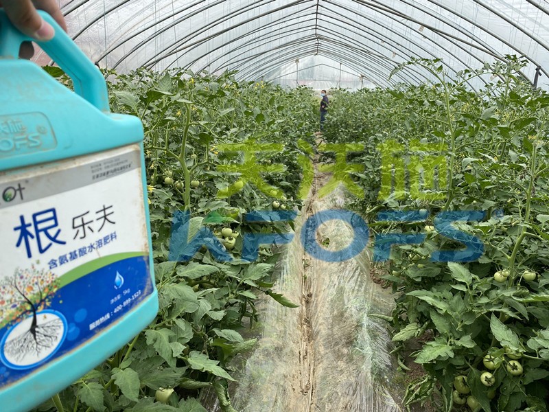 生根劑-西紅柿用沃葉根樂(lè)夫生根劑效果.jpg