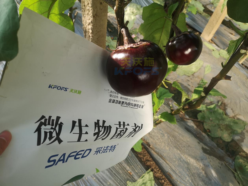 茄子用什么肥料產(chǎn)量高？來看答案！