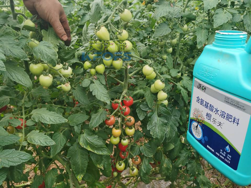 種蔬菜用什么肥料好？您用對了嗎？