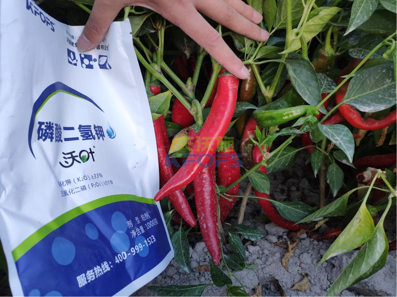 辣椒施什么肥比較好？葉面肥必不可少！