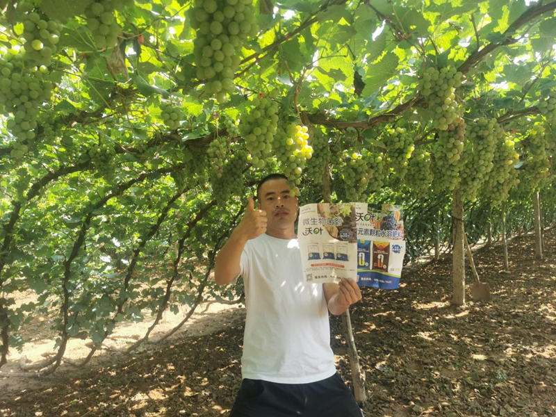 葡萄采收后怎么管理？這五要素一定要做到！