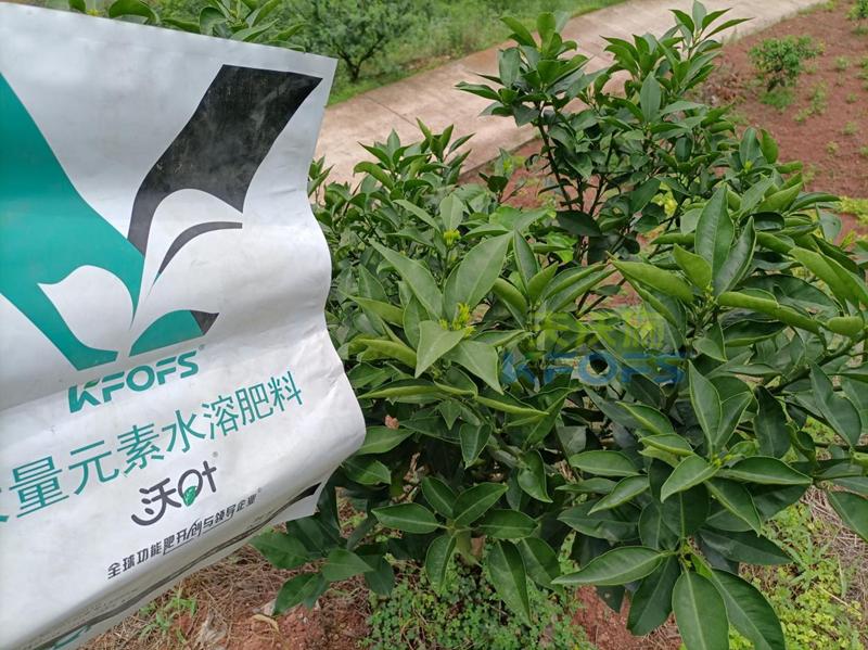 柑橘小樹苗施什么肥好？多年總結(jié)的經(jīng)驗(yàn)！