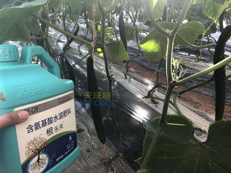 黃瓜沖施什么肥料好-沃葉根樂夫1.png
