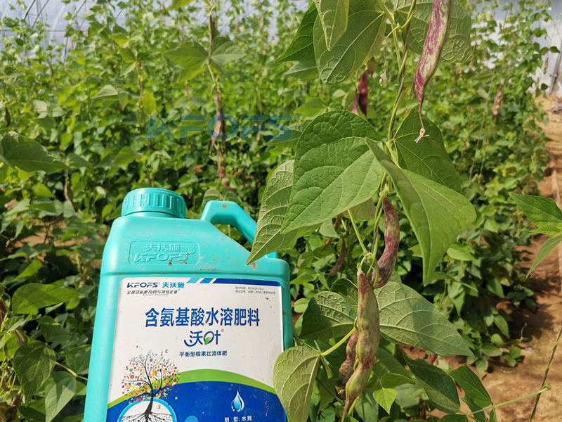 豆角追肥用什么肥料好？楊總很有發(fā)言權(quán)！