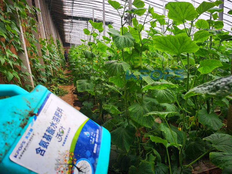 黃瓜結(jié)果期沖施什么肥料？山東張總這樣說！