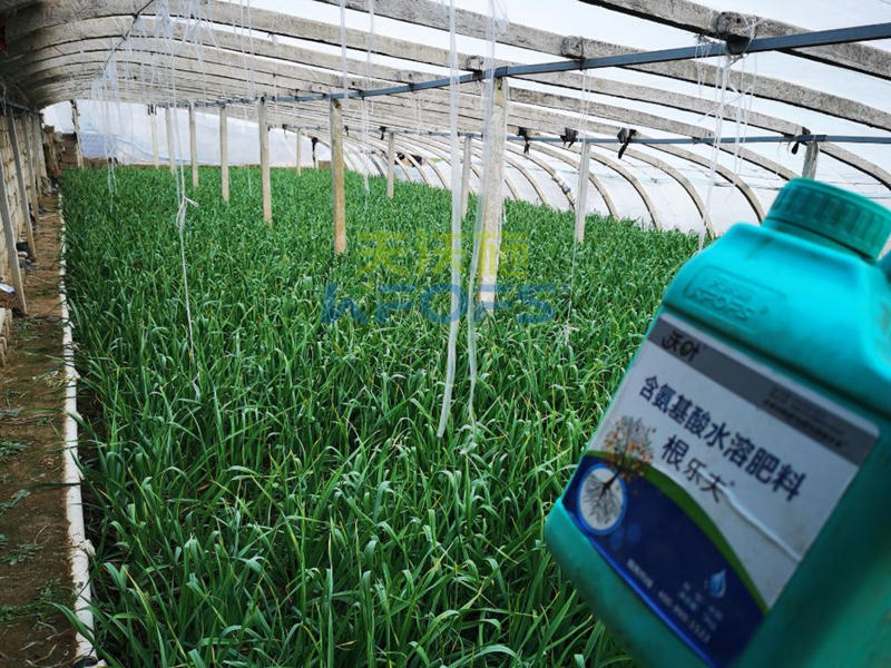 大蒜施什么肥料好？徐大叔案例告訴你答案！