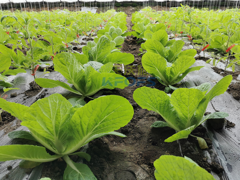 白菜施肥用什么肥料？種植大戶的經(jīng)驗(yàn)！