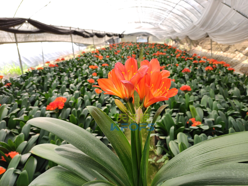 給花施肥用什么肥料？福建基地張總真實反饋！