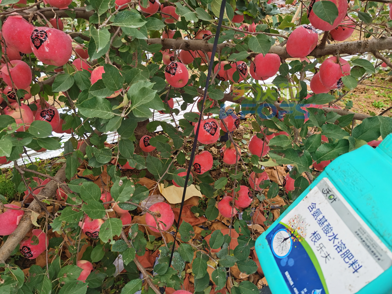 蘋果水溶肥哪個(gè)牌子好？周總始終推薦沃葉！