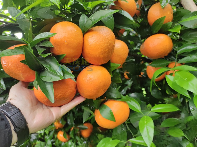 沃柑用什么肥料長得快？張大哥推薦沃葉！