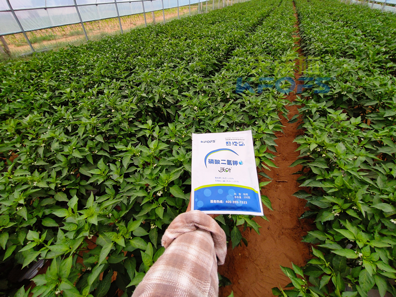 辣椒開花結(jié)果期用什么肥料？趙大叔說沃葉真不錯(cuò)！