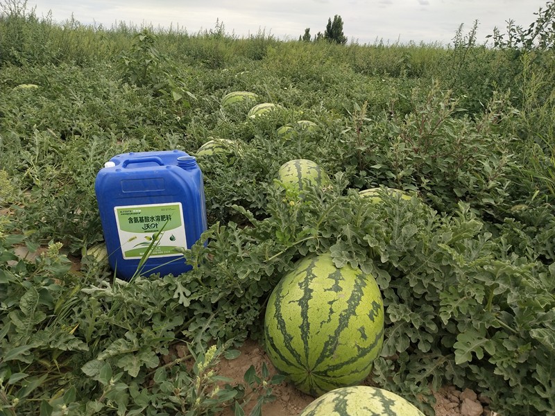 水溶肥為什么比復(fù)合肥好？有哪些區(qū)別