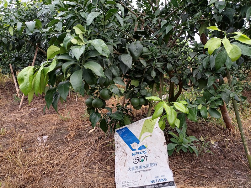 大量元素水溶肥-愛媛柑橘用沃葉大量元素水溶肥1.jpg
