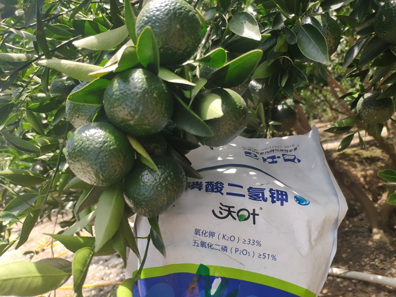 磷酸二氫鉀-新會柑用沃葉磷酸二氫鉀效果.jpg