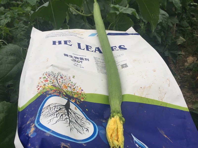 微生物菌劑哪家好？對比后的結(jié)果