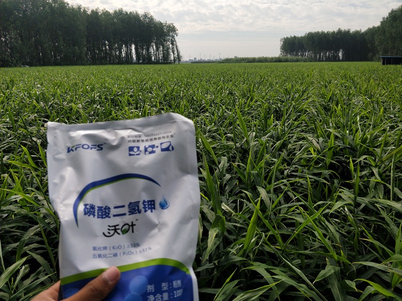 沃葉水溶肥價(jià)格是多少，真假如何鑒別？