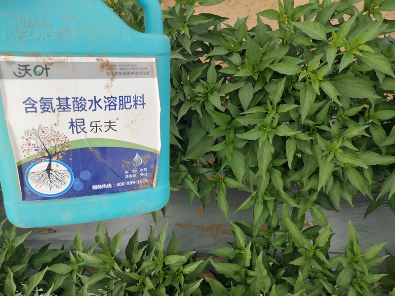 生根劑的配方，大大影響生根效果