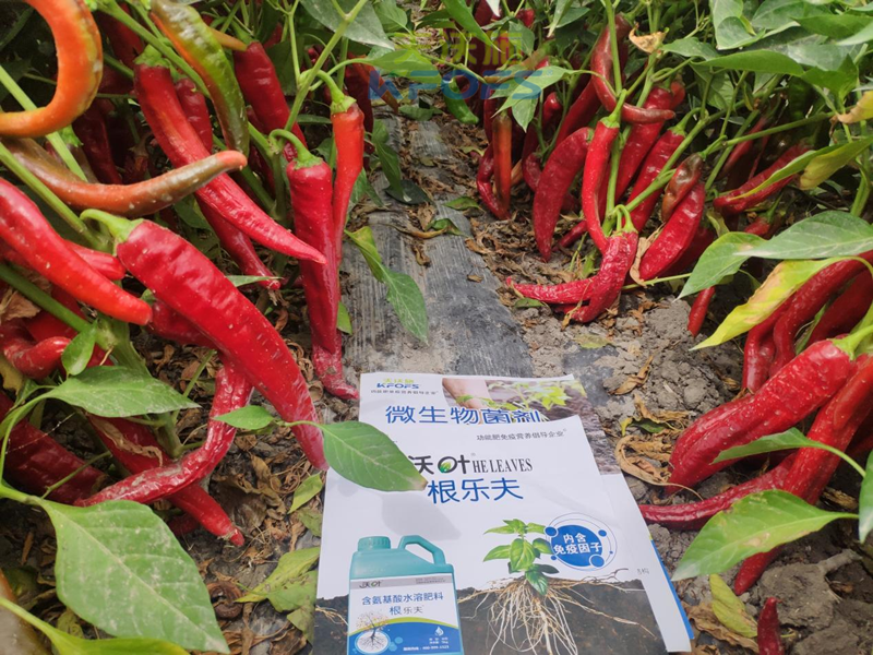 大棚辣椒施肥技術(shù)要點(diǎn)-沃葉根樂夫+菌劑1.png