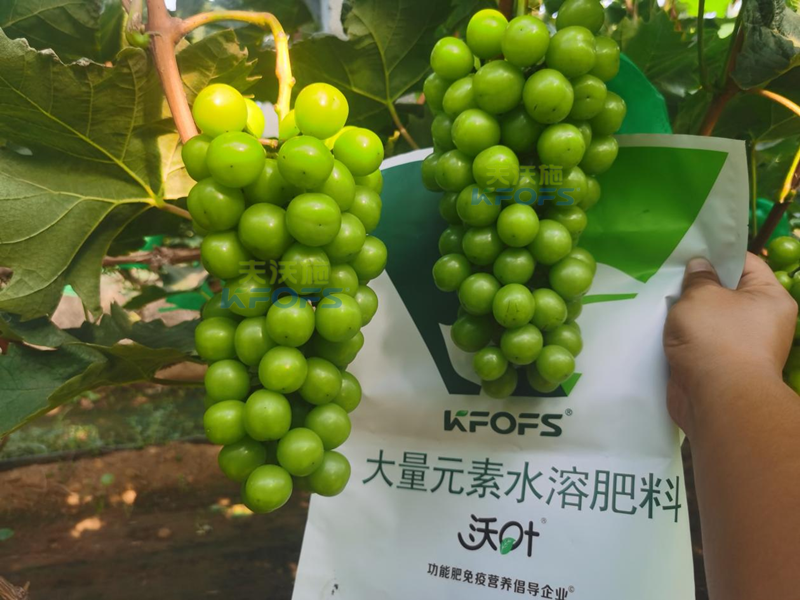 陽(yáng)光玫瑰葡萄種植技術(shù)，附關(guān)鍵期施肥方案！