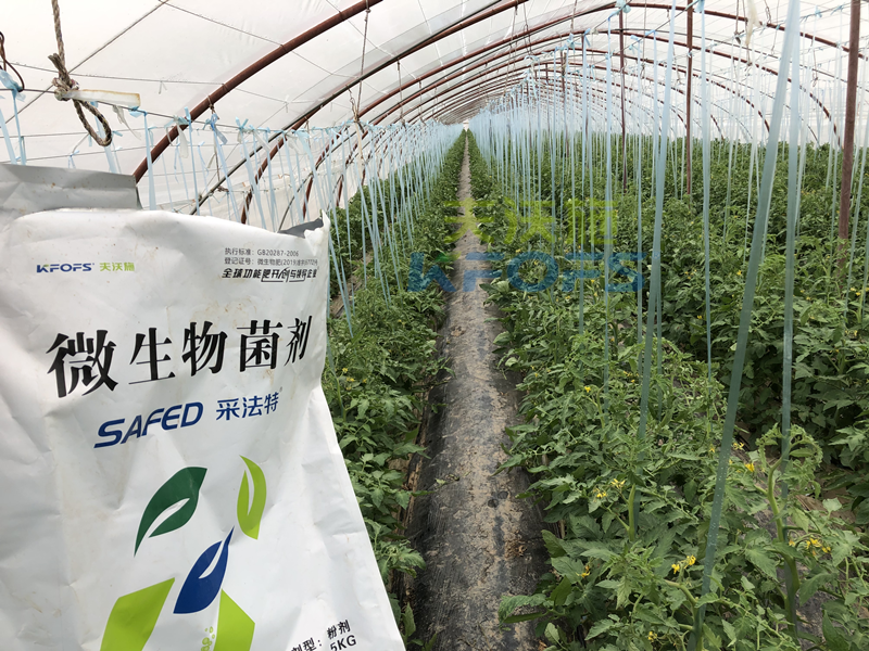 蔬菜施什么肥長得又快又好？張老板說采法特！