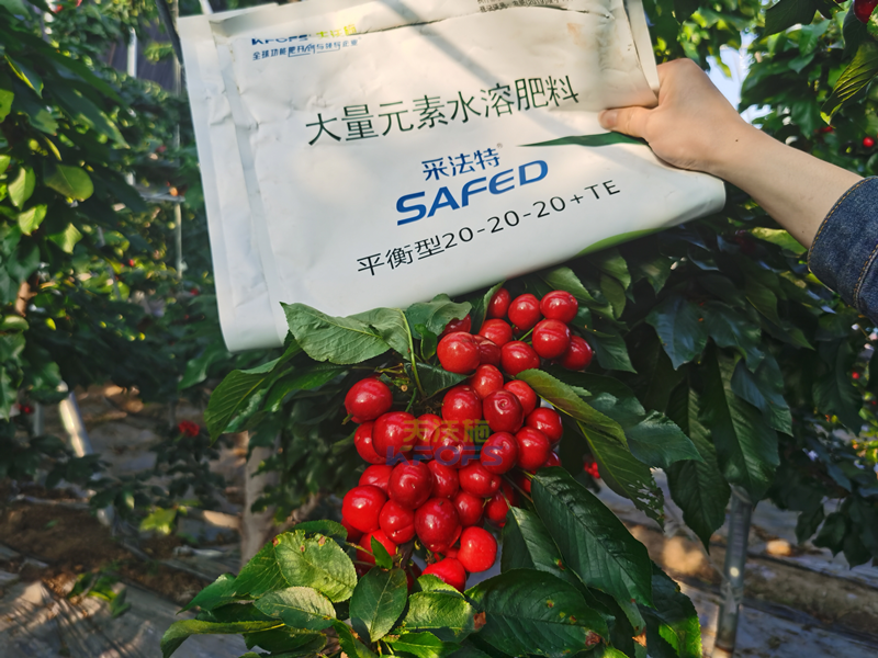 果樹施肥，李總只推薦采法特！