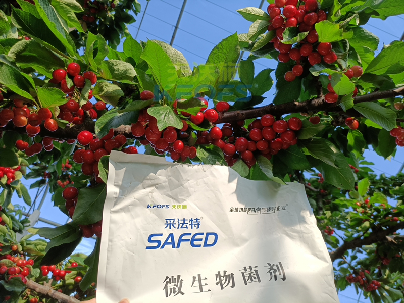 櫻桃采摘后施什么肥料好？王總案例！