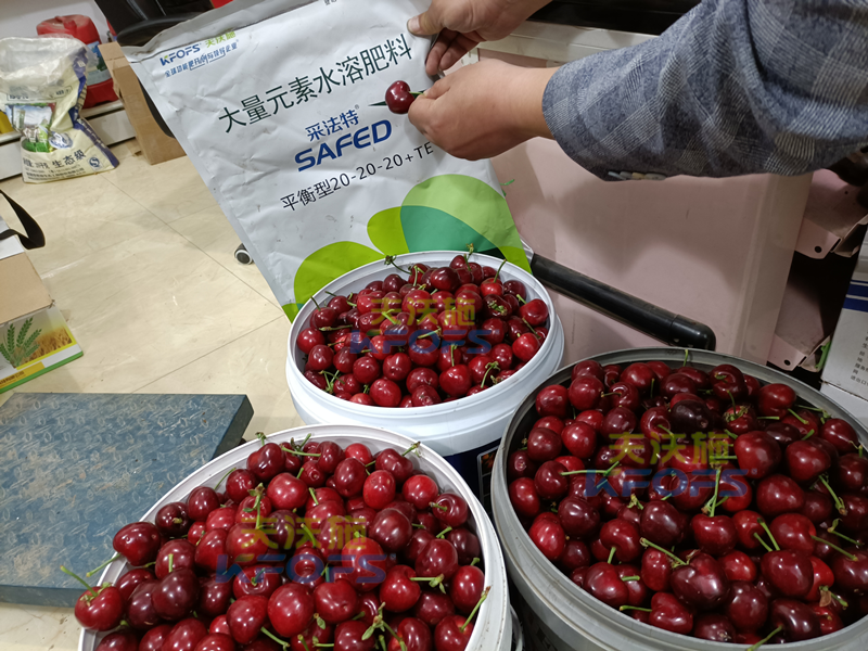 大櫻桃水溶肥怎么用效果好-采法特系列1.png