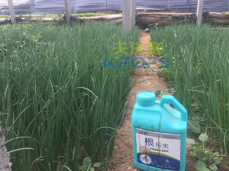 種蔥要用什么肥料？楊大叔案例！