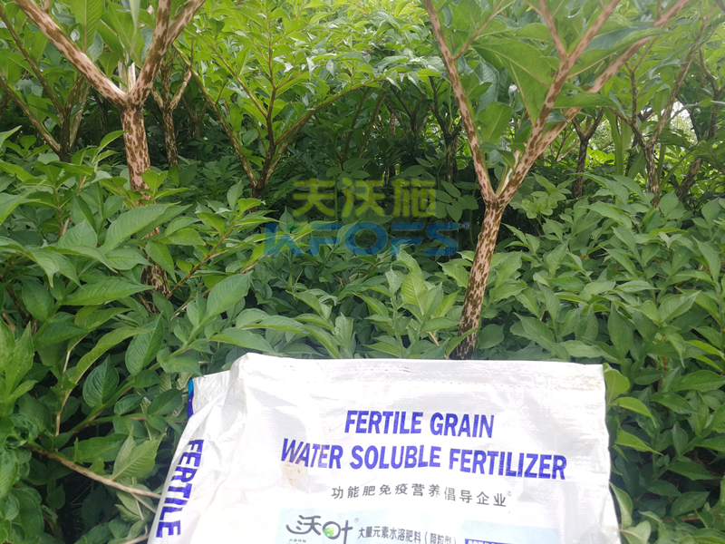 顆粒水溶肥，為何杜總只認(rèn)可這款！