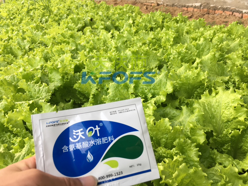 葉面肥哪個(gè)好-沃葉氨基酸葉面肥生菜.png