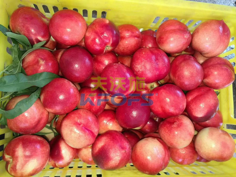 葉面肥如何選擇？王總實(shí)力解答！