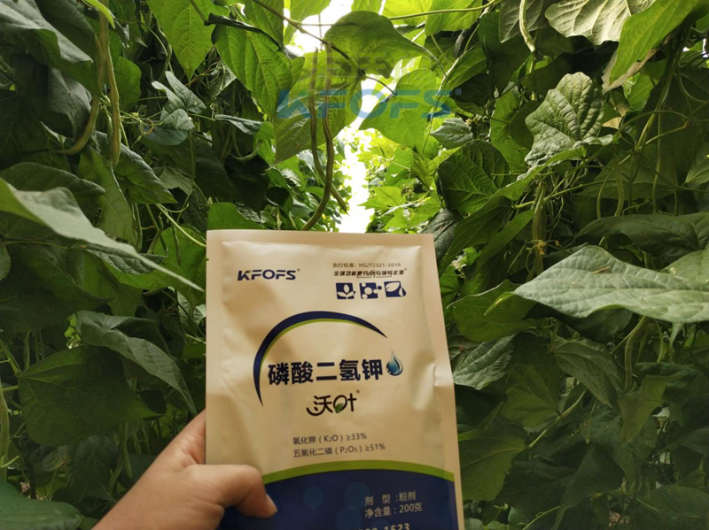 豆角開(kāi)花期打什么葉面肥？看完漲知識(shí)！